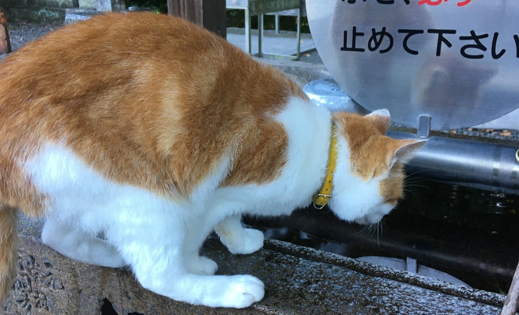 Vandaag is dierendag: een kat drink uit het bassin waarin we onze handen wassen